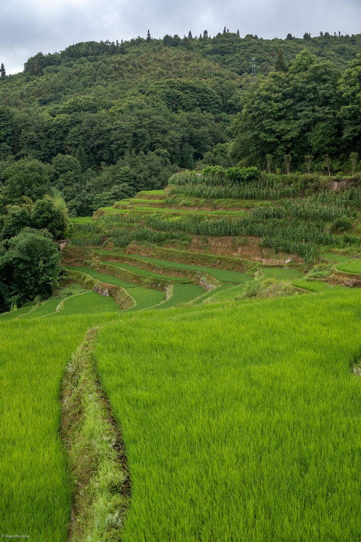 哈尼梯田